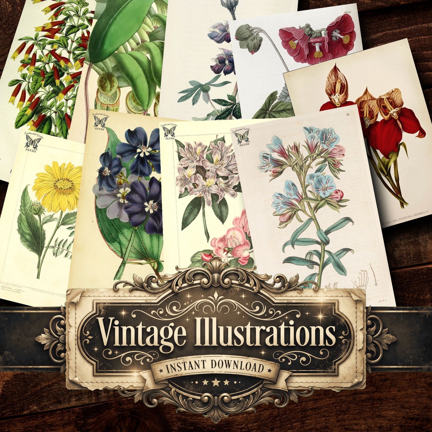 Botanical Vintage Prints