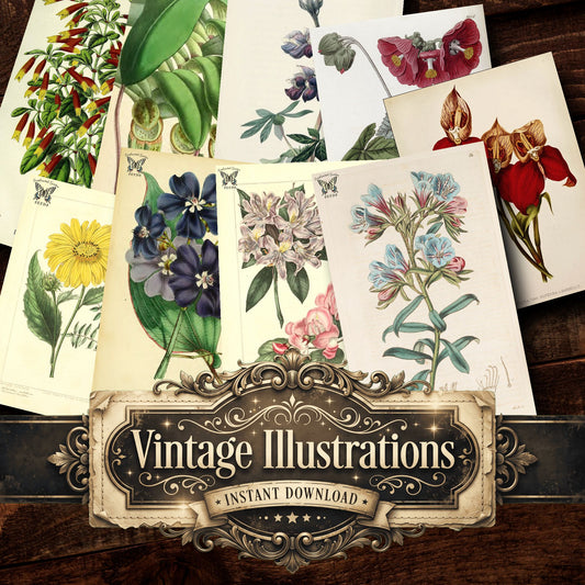 Botanical Vintage Prints