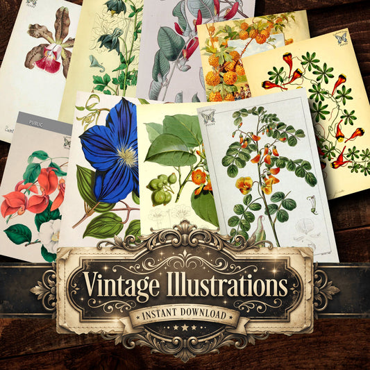 Botanical Vintage Prints