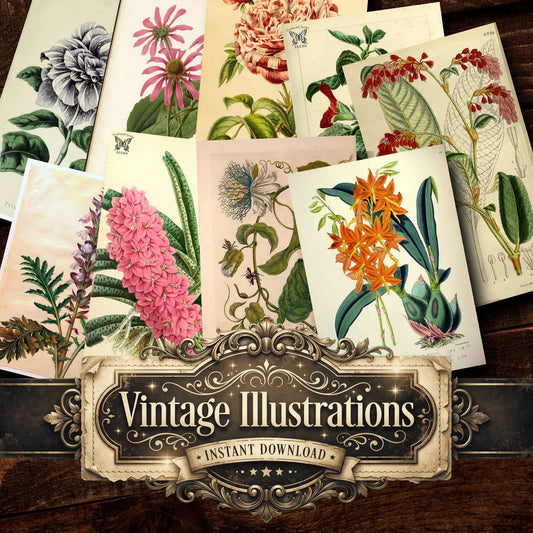 Botanical Vintage Prints