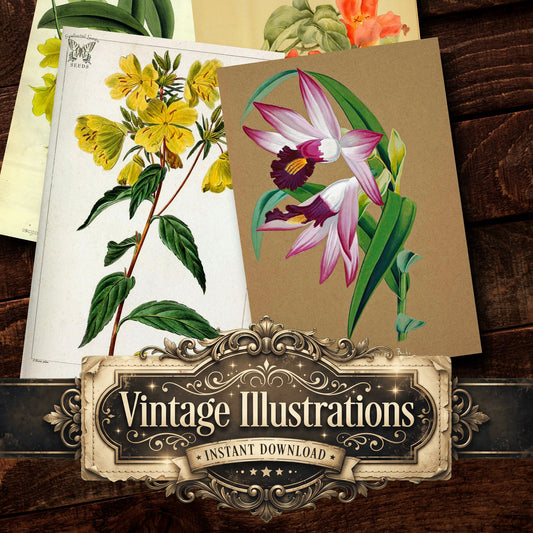 Botanical Vintage Prints