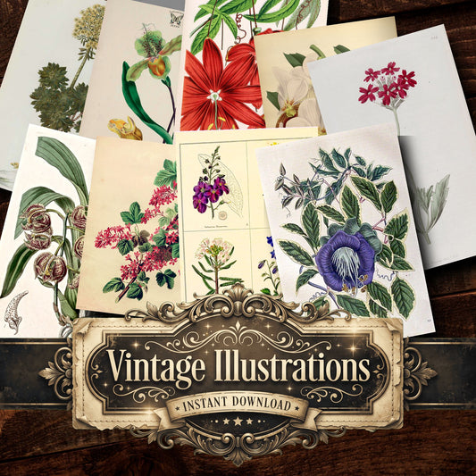 Botanical Vintage Prints