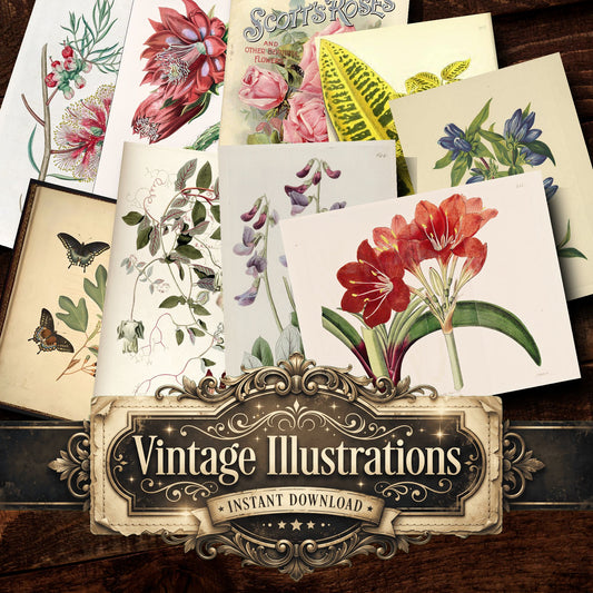 Botanical Vintage Prints