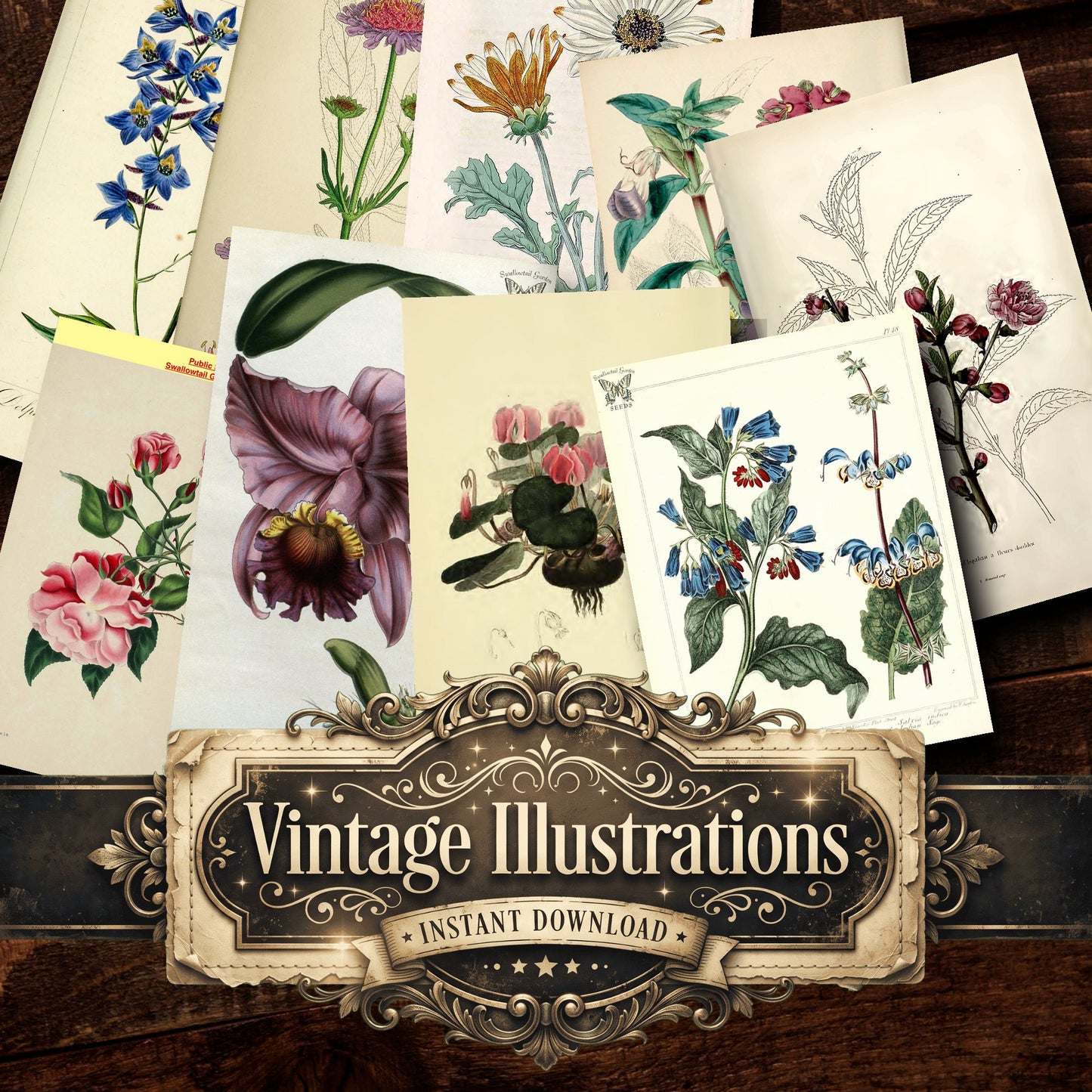 Botanical Vintage Prints