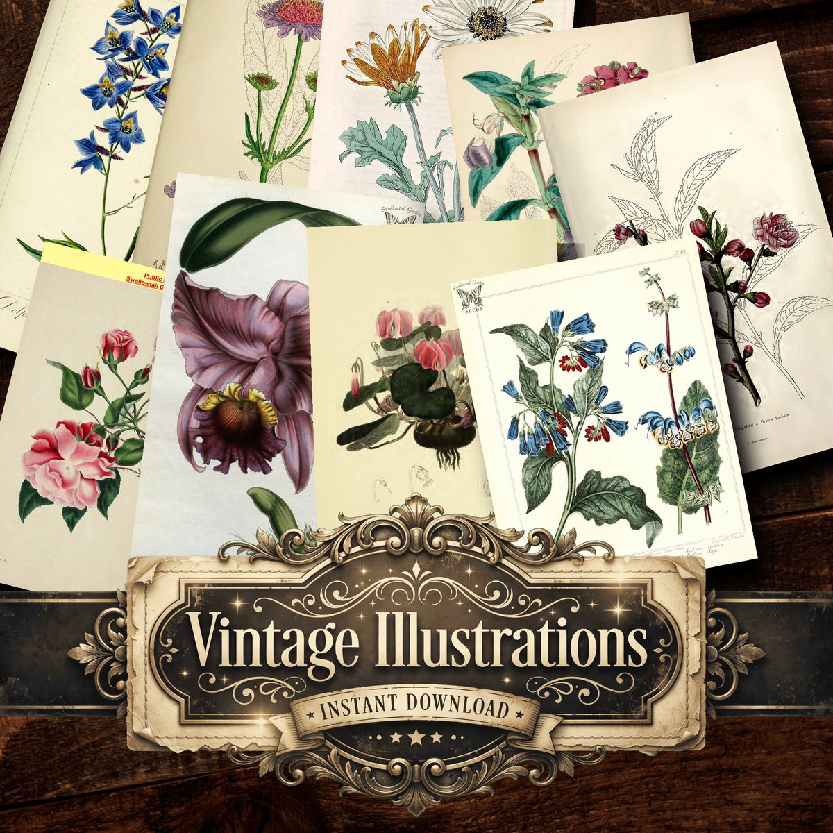 Botanical Vintage Prints