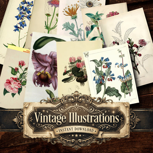 Botanical Vintage Prints