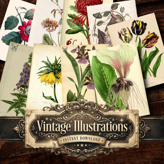 Botanical Vintage Prints