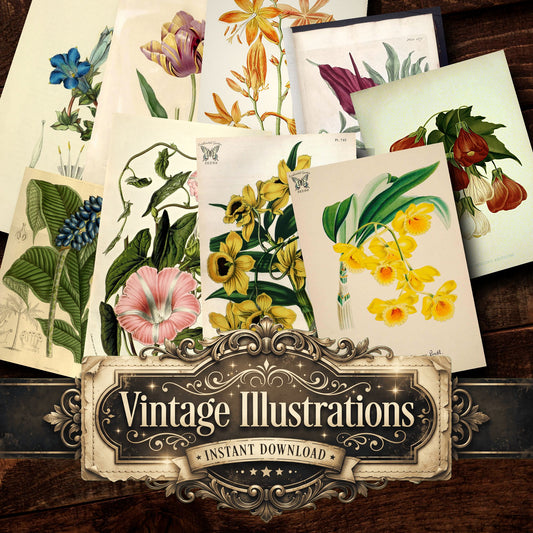 Botanical Vintage Prints