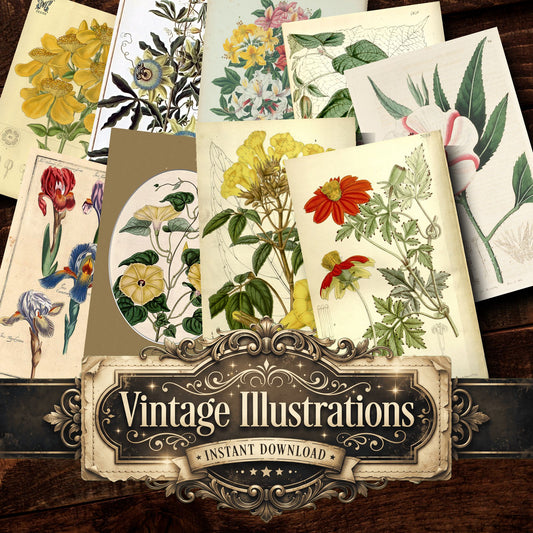 Botanical Vintage Prints