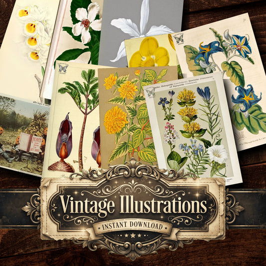 Botanical Vintage Prints
