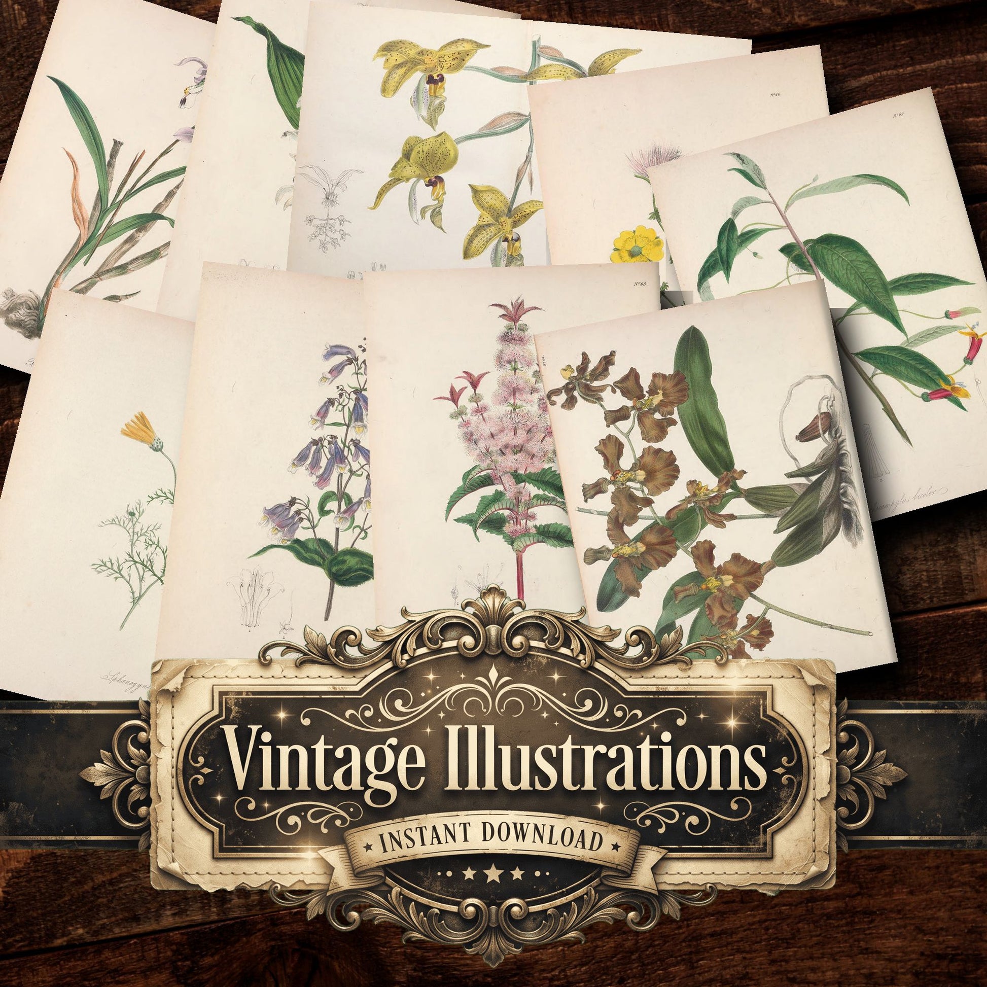 Botanical Vintage Prints