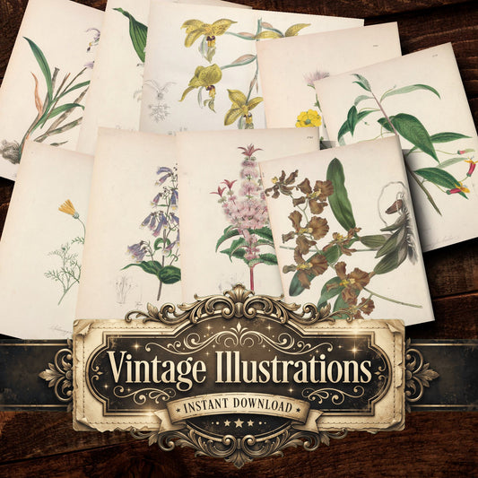 Botanical Vintage Prints