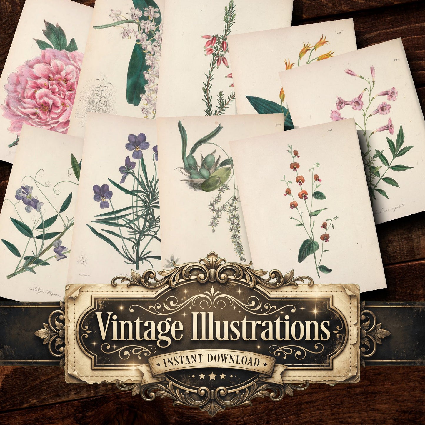 Botanical Vintage Prints