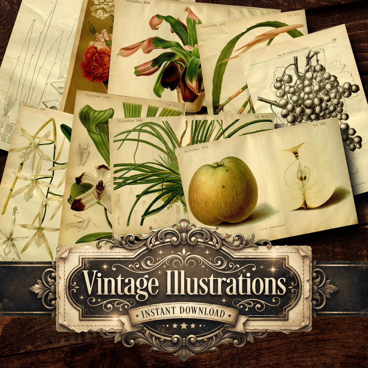 Botanical Vintage Prints