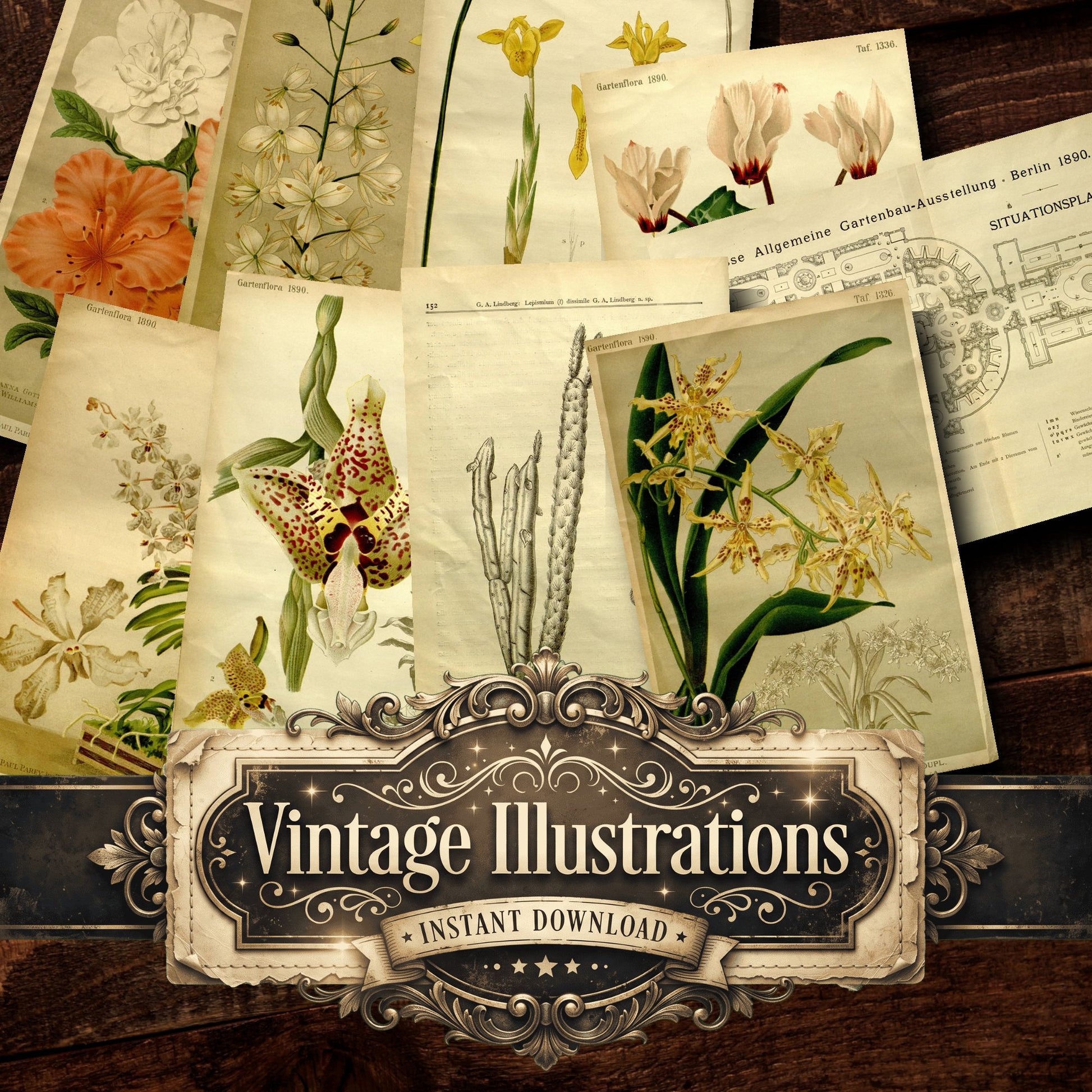 Botanical Vintage Prints