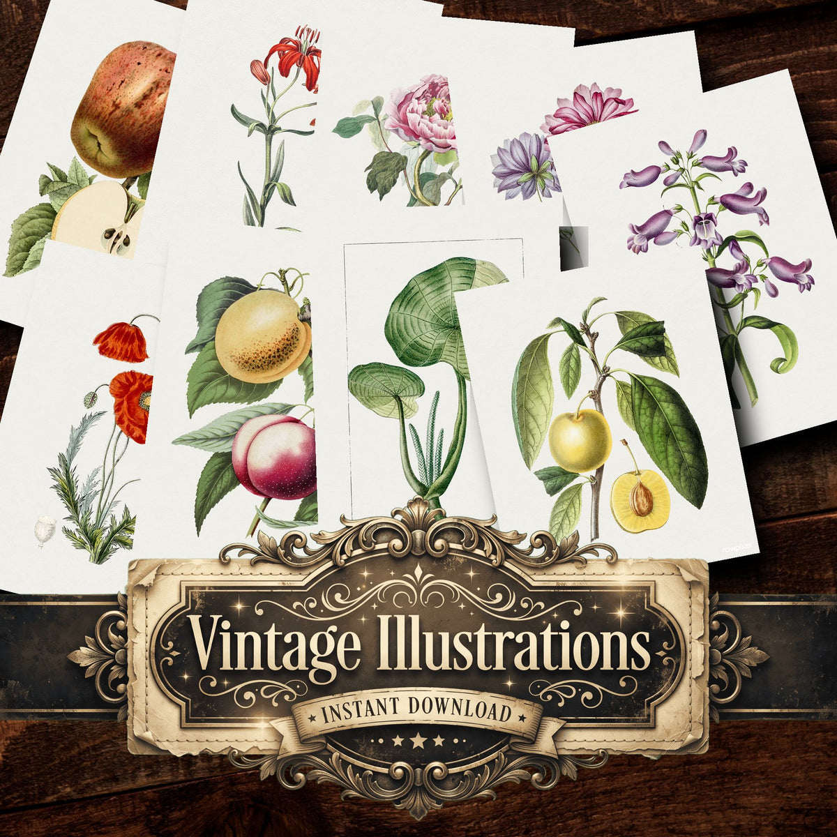 Botanical Vintage Prints
