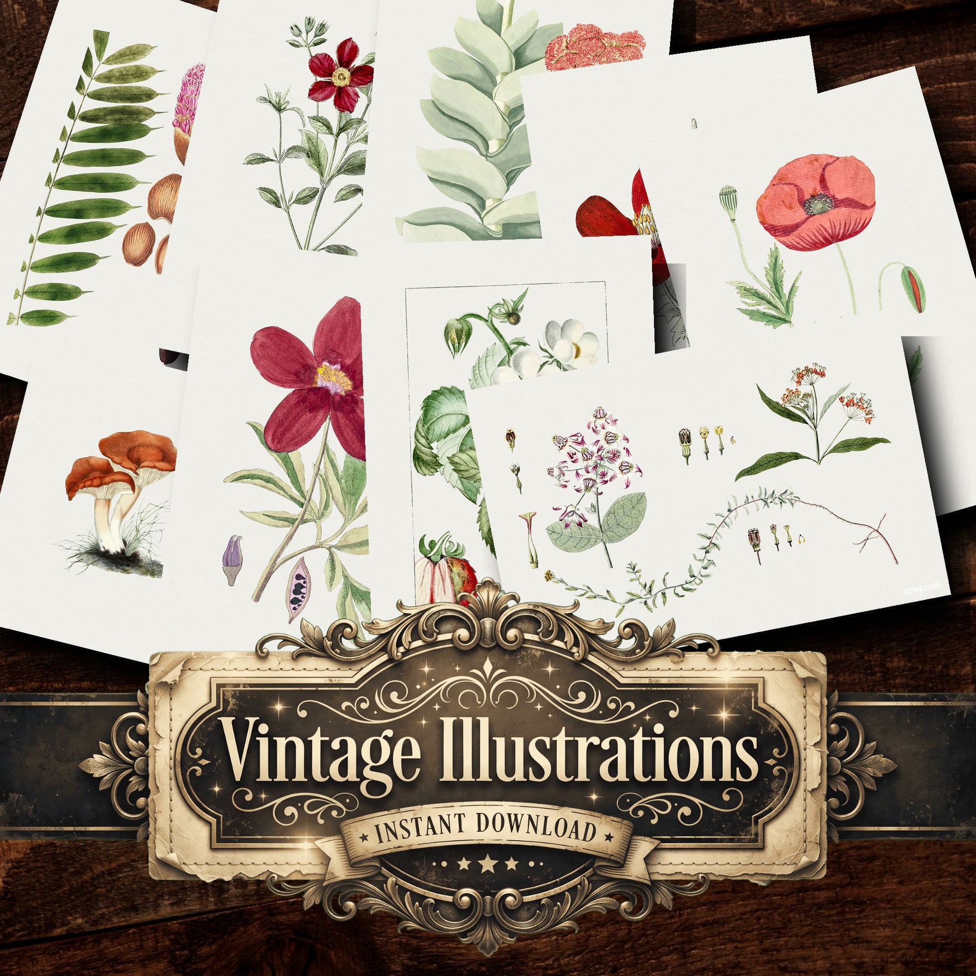 Botanical Vintage Prints