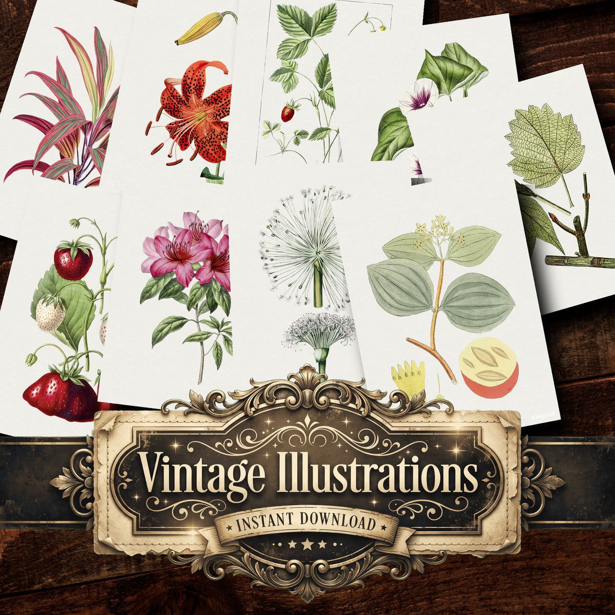 Botanical Vintage Prints