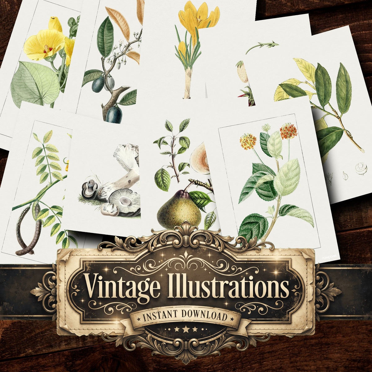 Botanical Vintage Prints