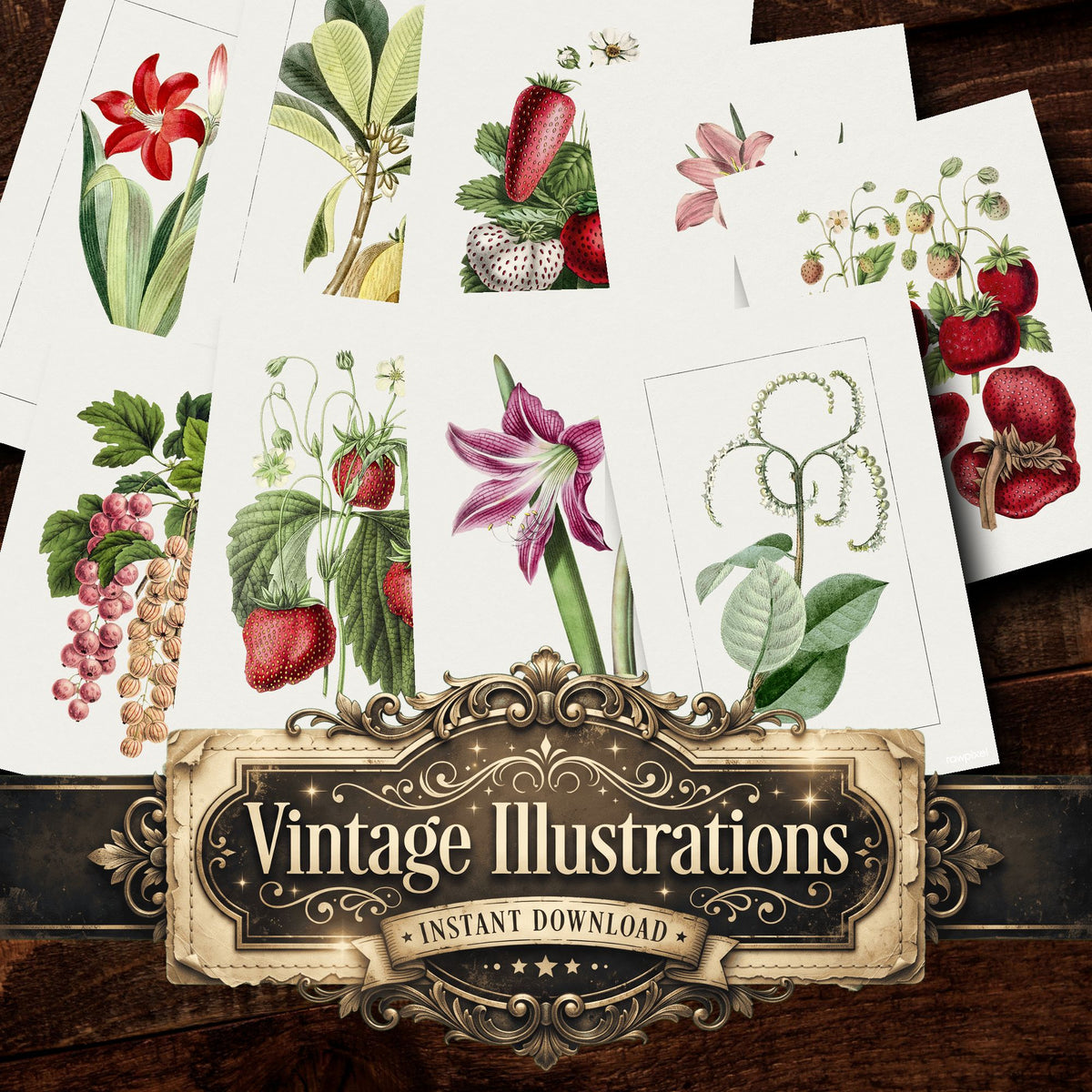 Botanical Vintage Prints
