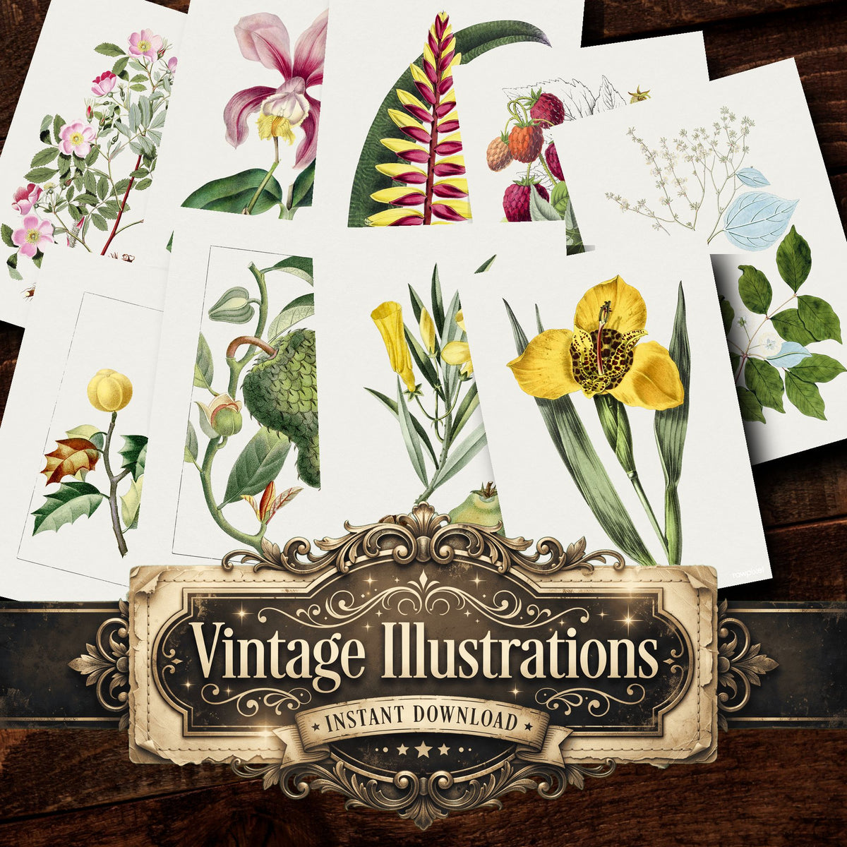 Botanical Vintage Prints