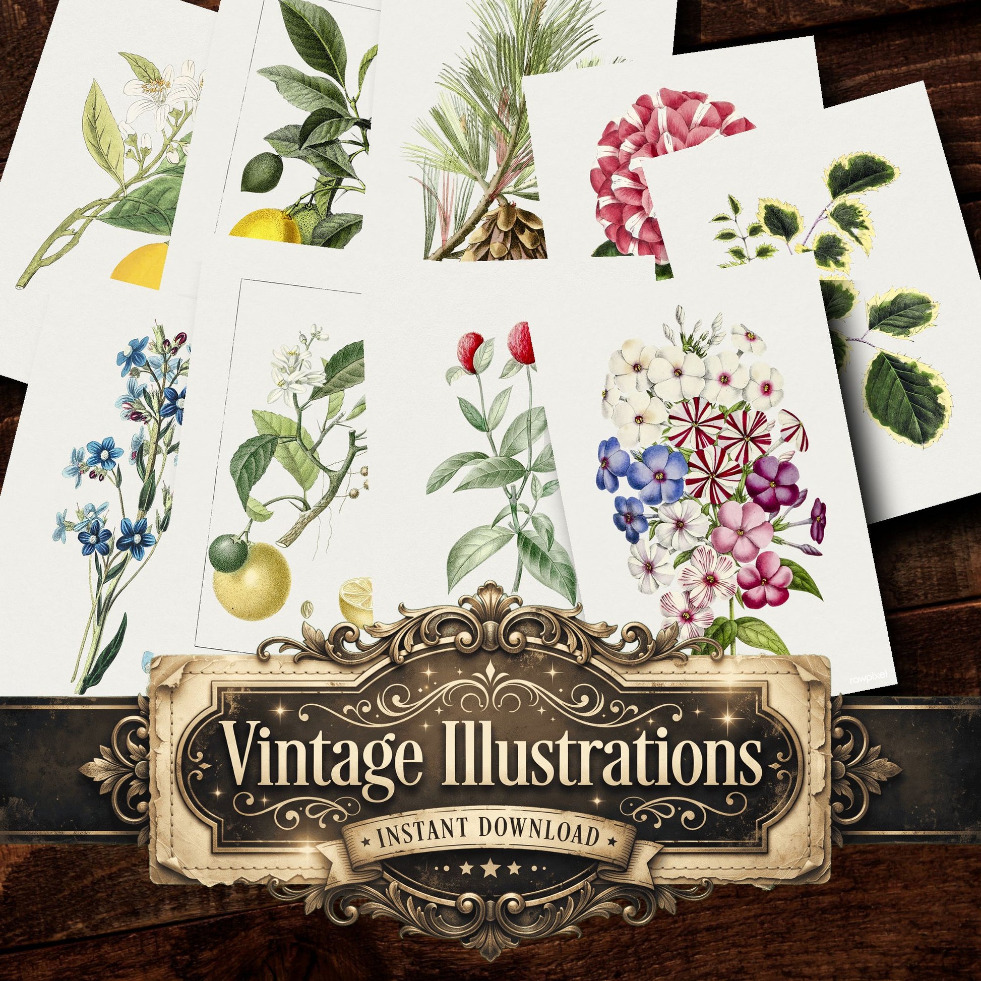 Botanical Vintage Prints