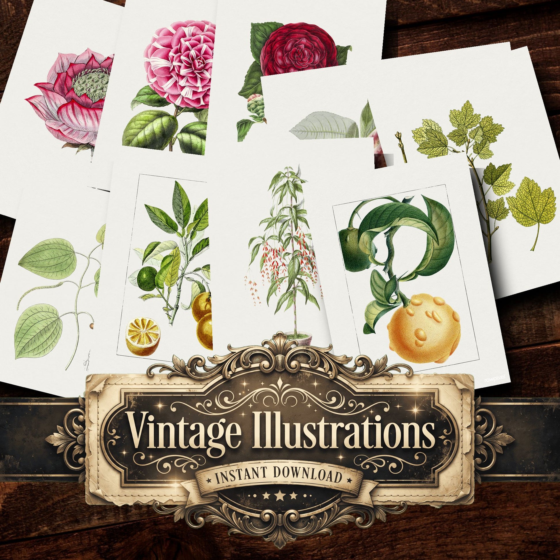 Botanical Vintage Prints