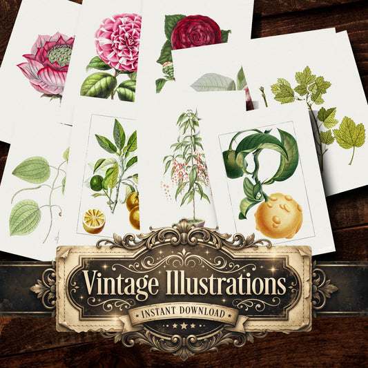 Botanical Vintage Prints