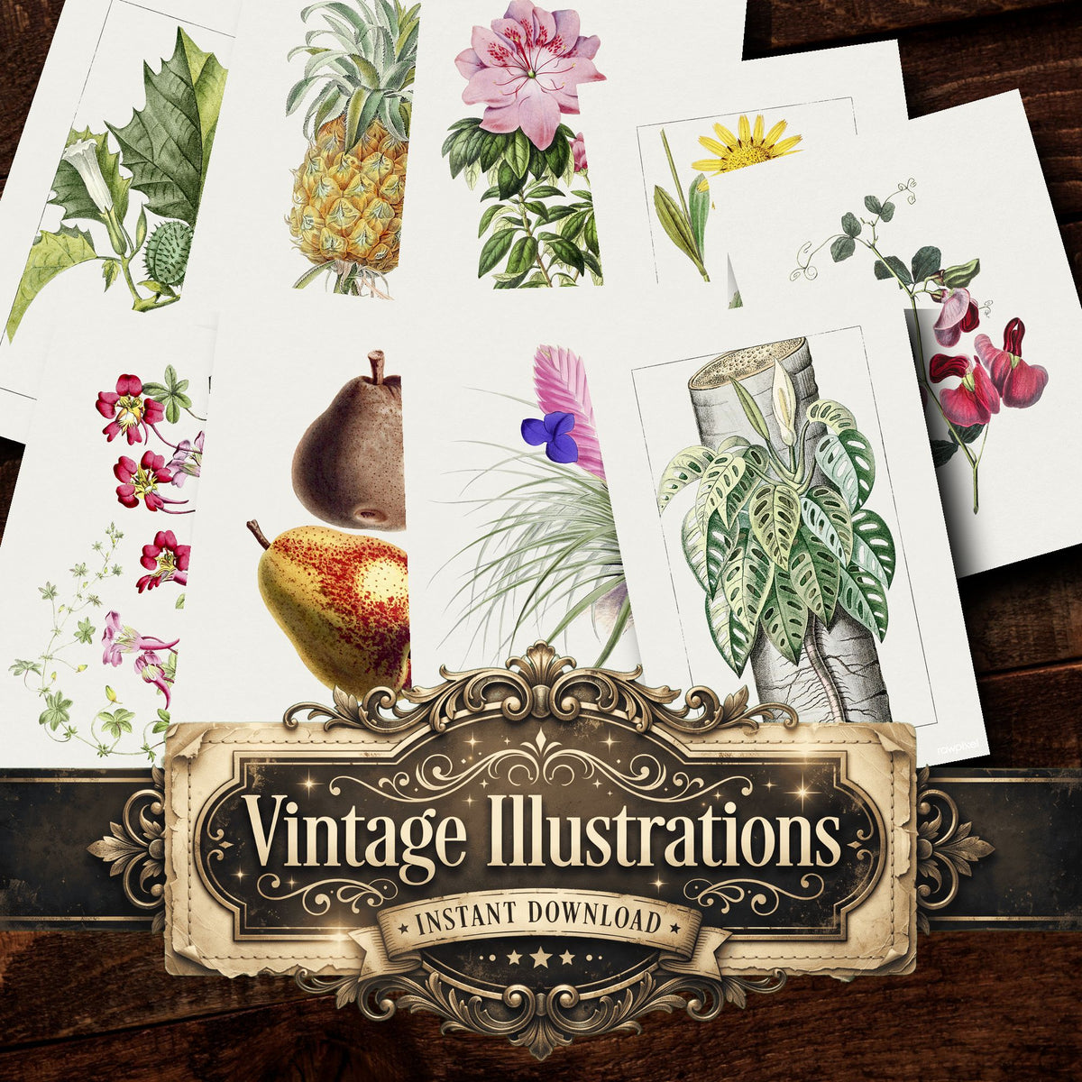 Botanical Vintage Prints