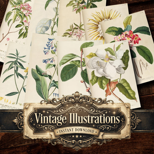 Botanical Vintage Prints