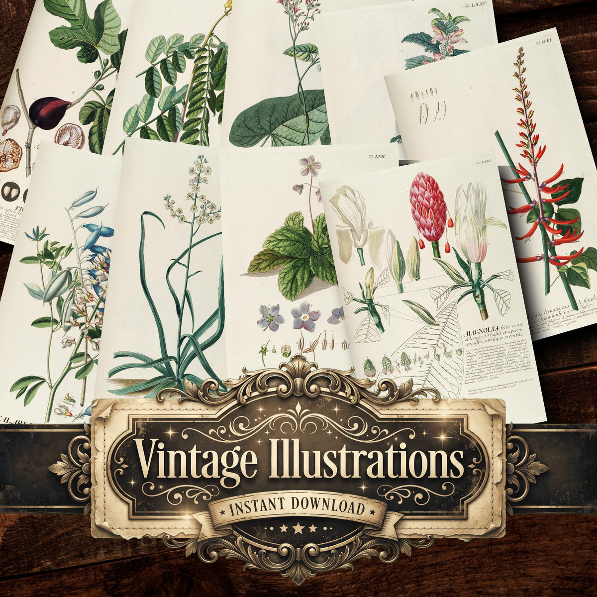 Botanical Vintage Prints