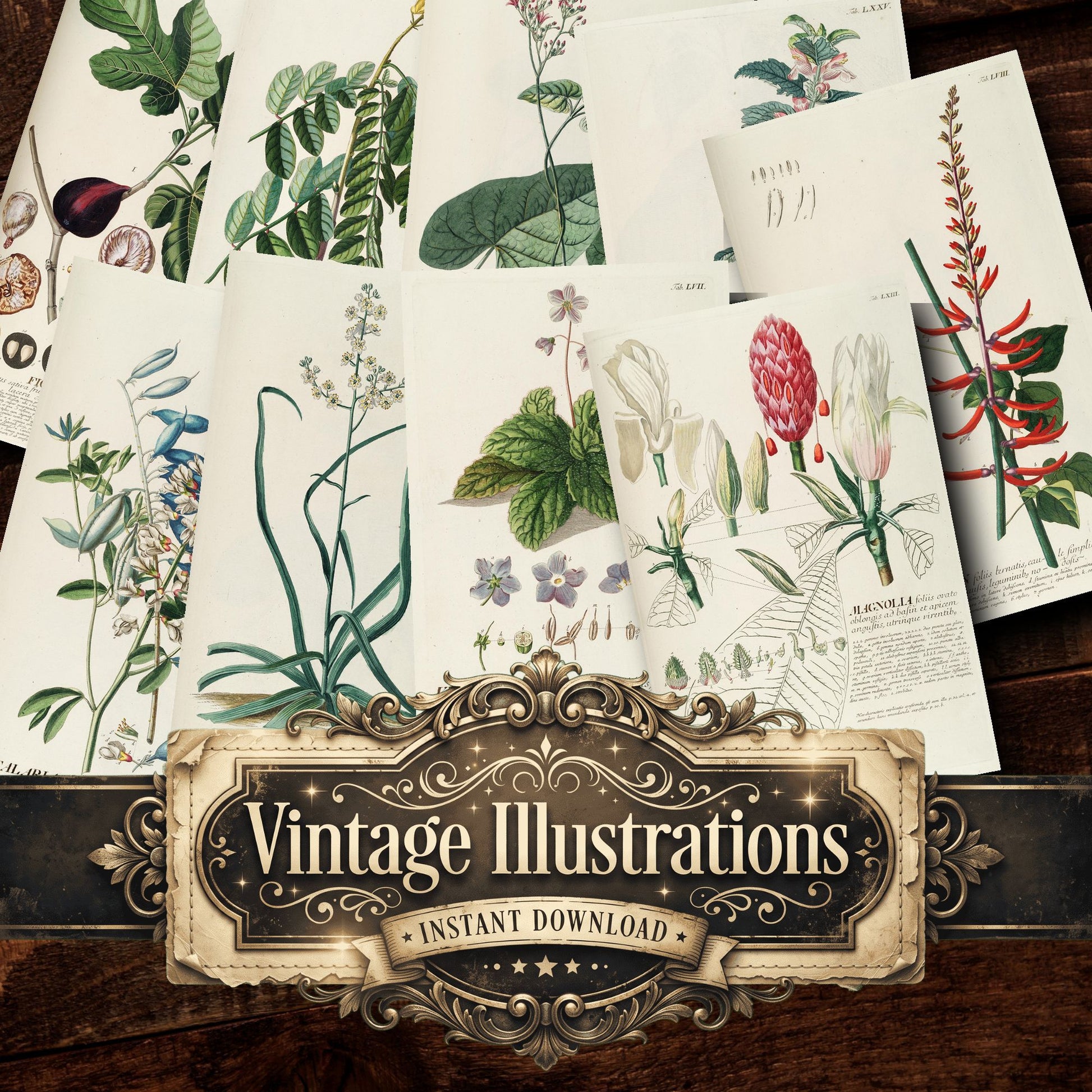 Botanical Vintage Prints