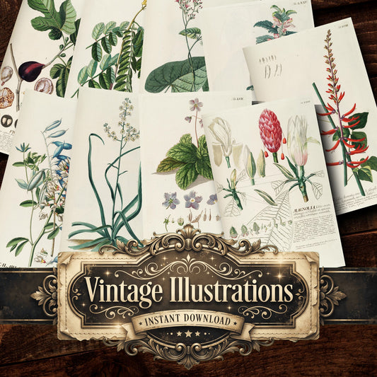 Botanical Vintage Prints