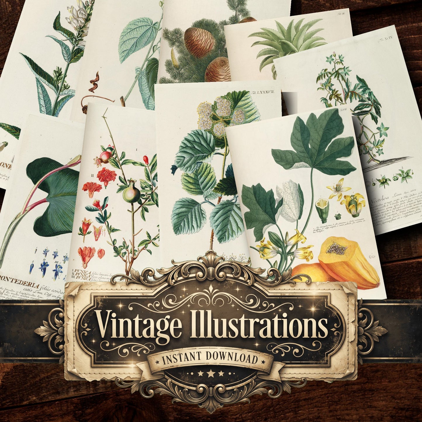 Botanical Vintage Prints