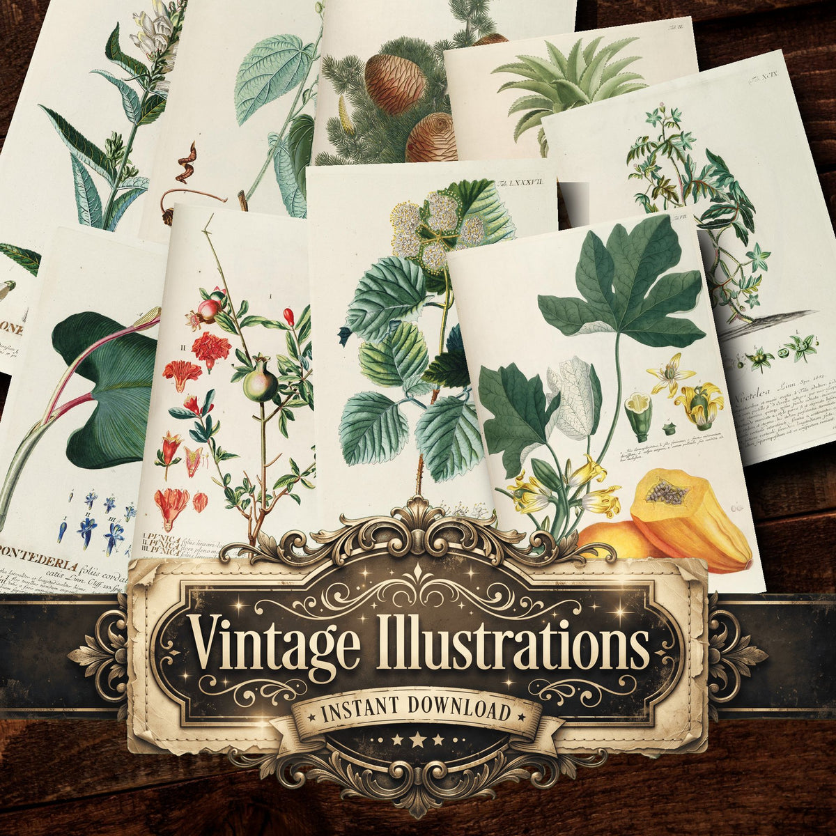 Botanical Vintage Prints