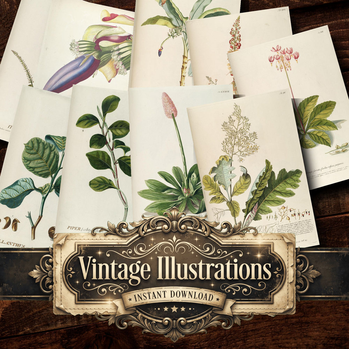 Botanical Vintage Prints