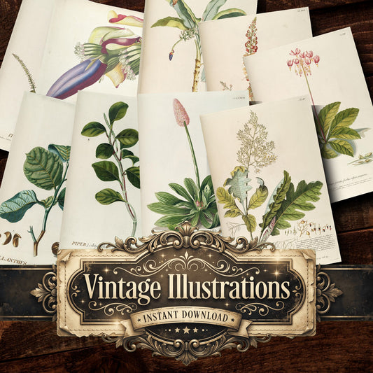 Botanical Vintage Prints