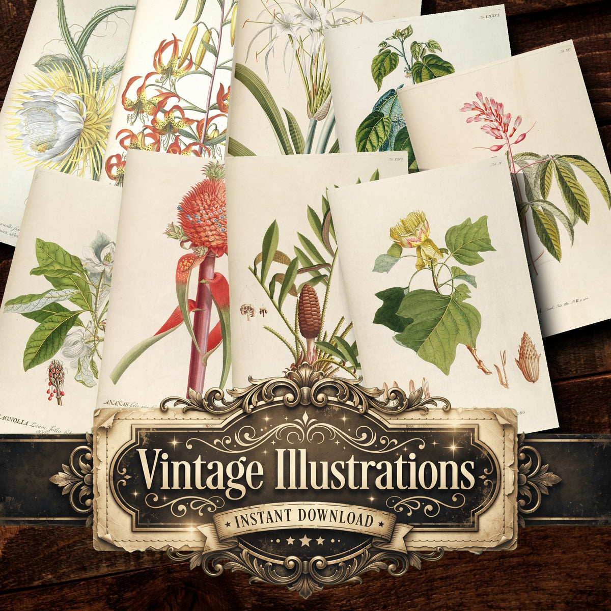 Botanical Vintage Prints