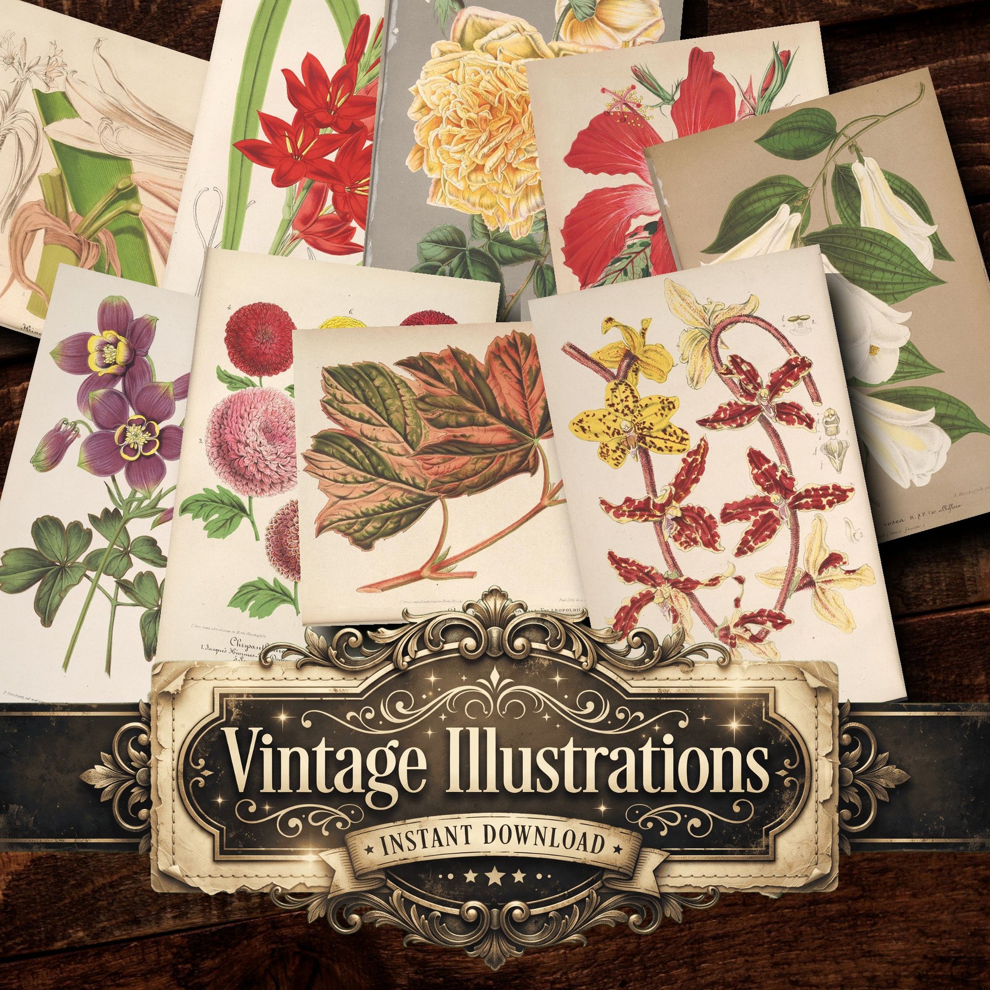 Botanical Vintage Prints