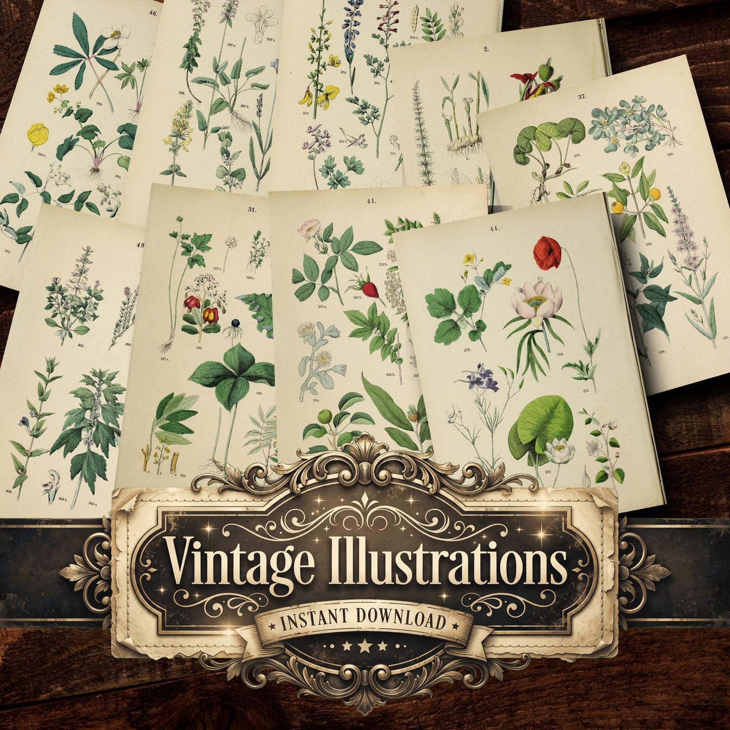Botanical Vintage Prints