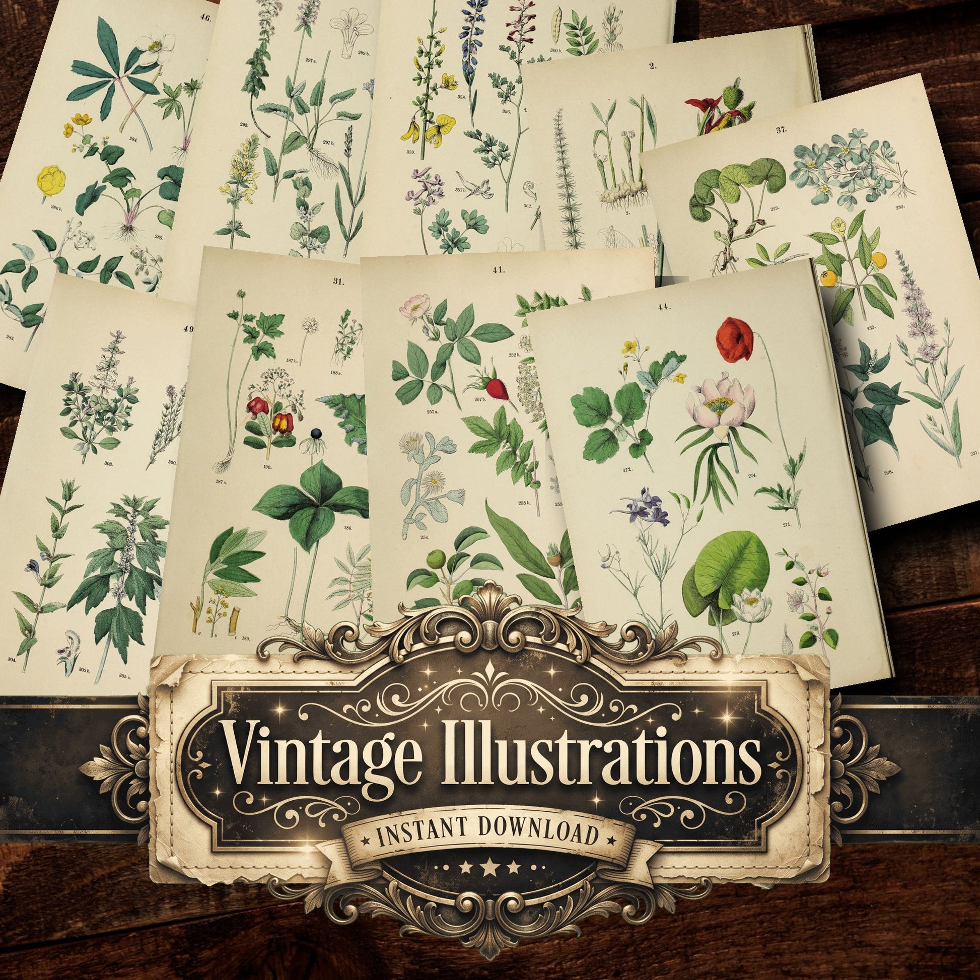 Botanical Vintage Prints
