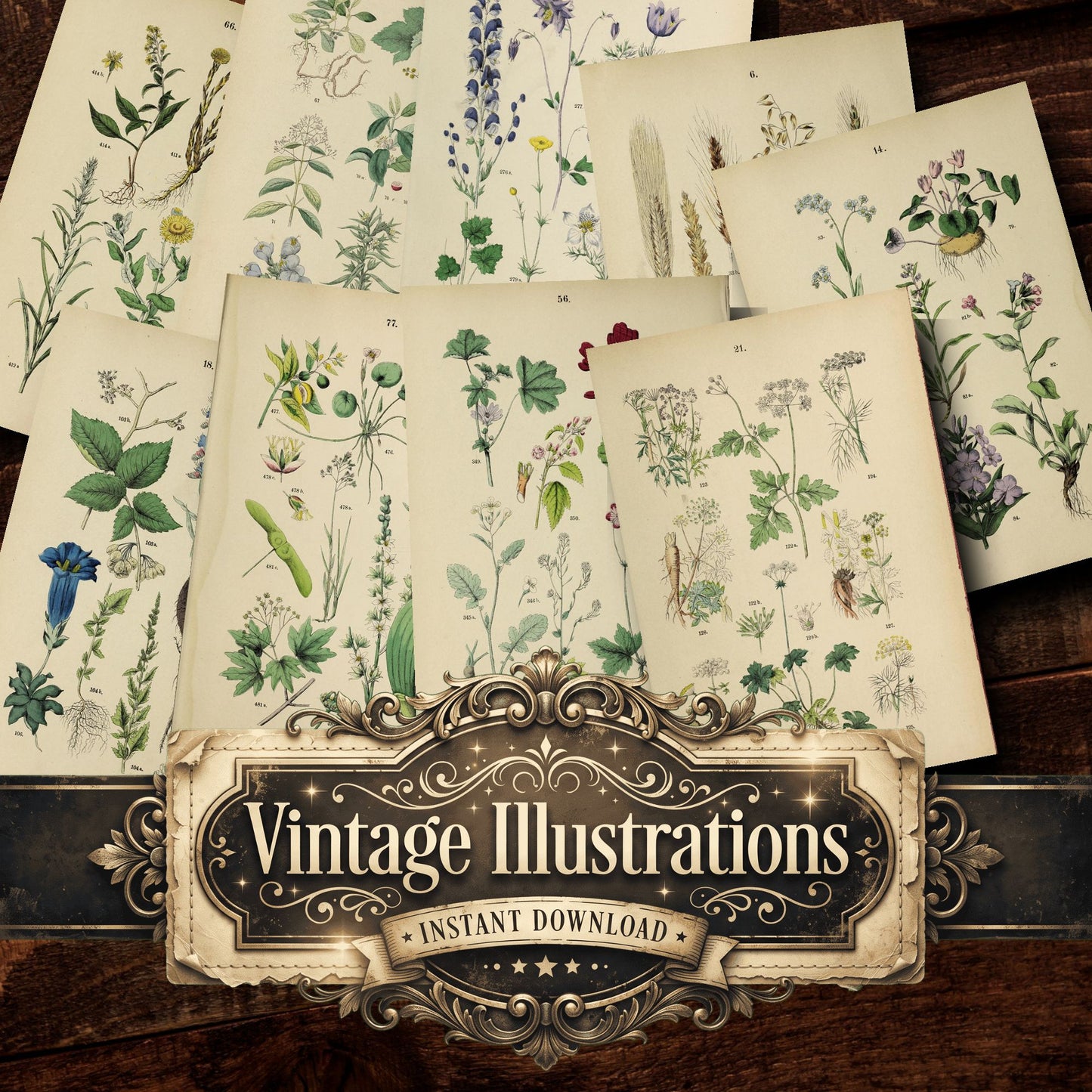 Botanical Vintage Prints
