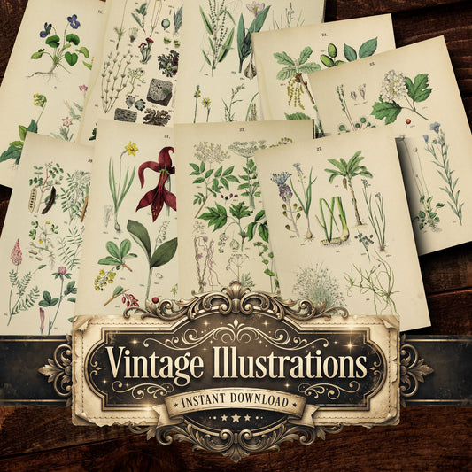 Botanical Vintage Prints