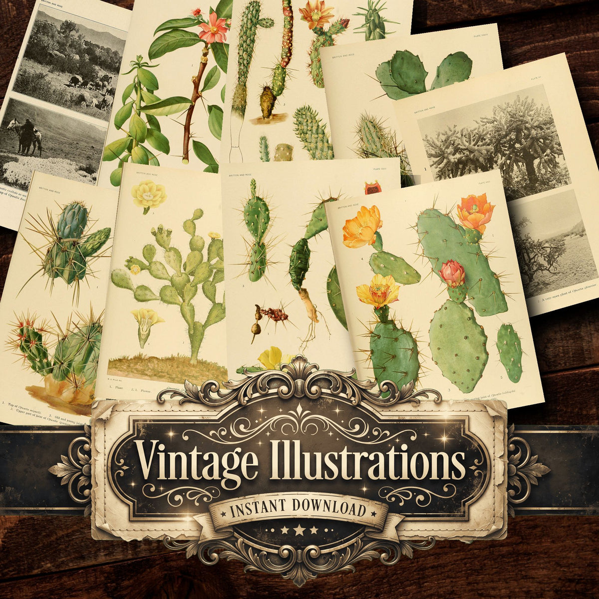 Cactus Vintage Prints