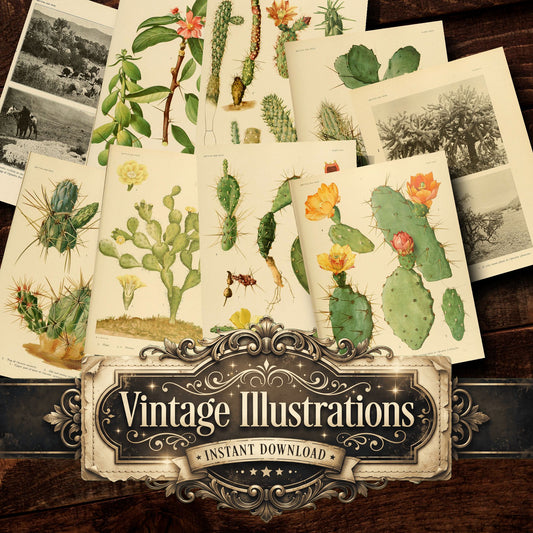 Cactus Vintage Prints