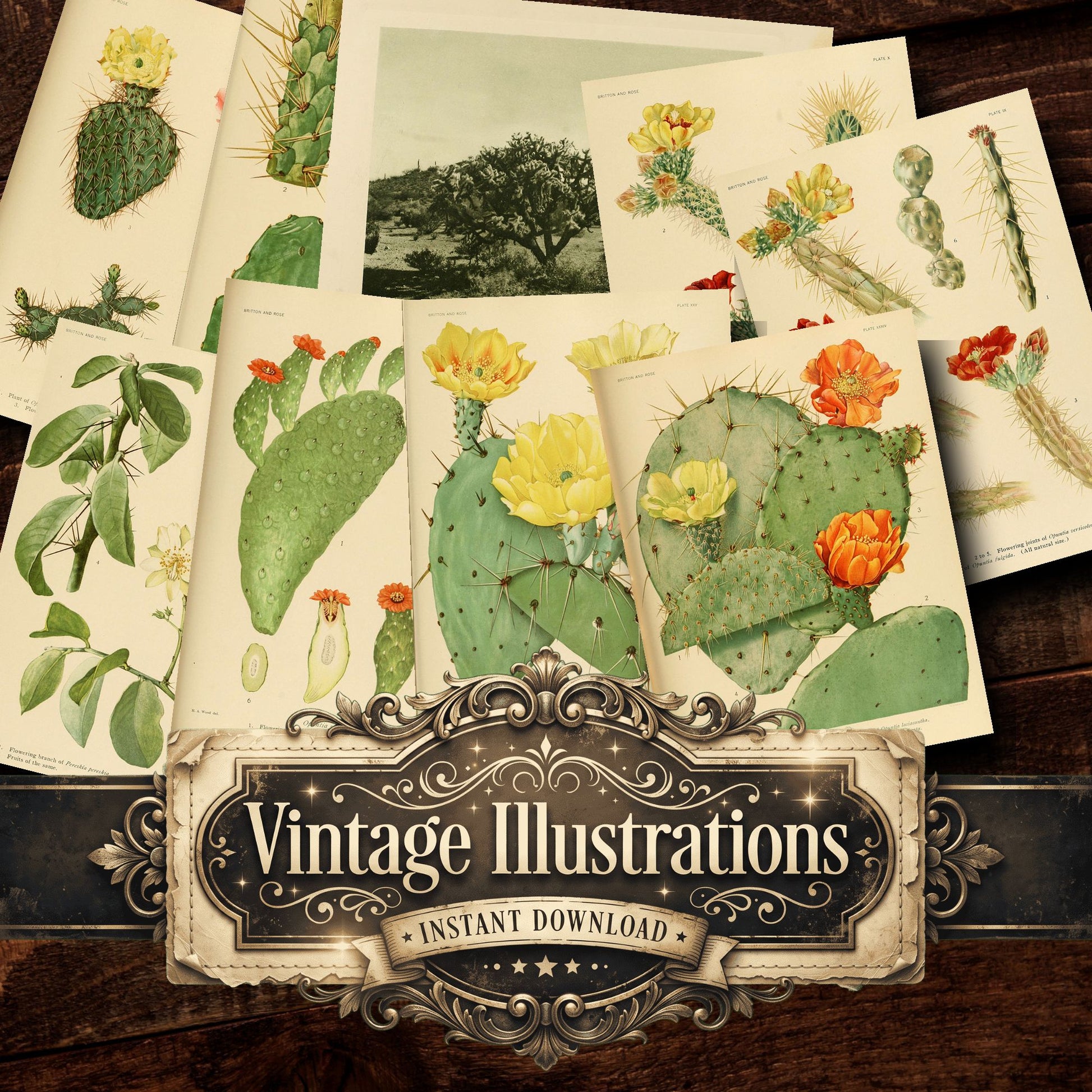 Cactus Vintage Prints