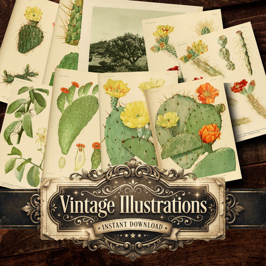 Cactus Vintage Prints