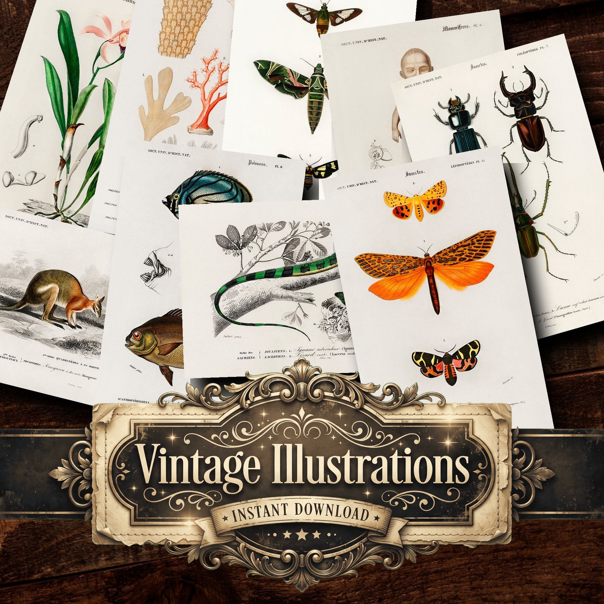 Dictionnaire Universel Dhistoire Naturelle Vintage Prints