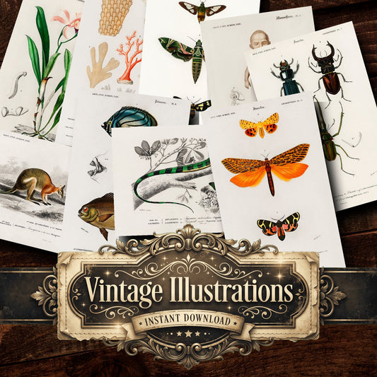 Dictionnaire Universel Dhistoire Naturelle Vintage Prints
