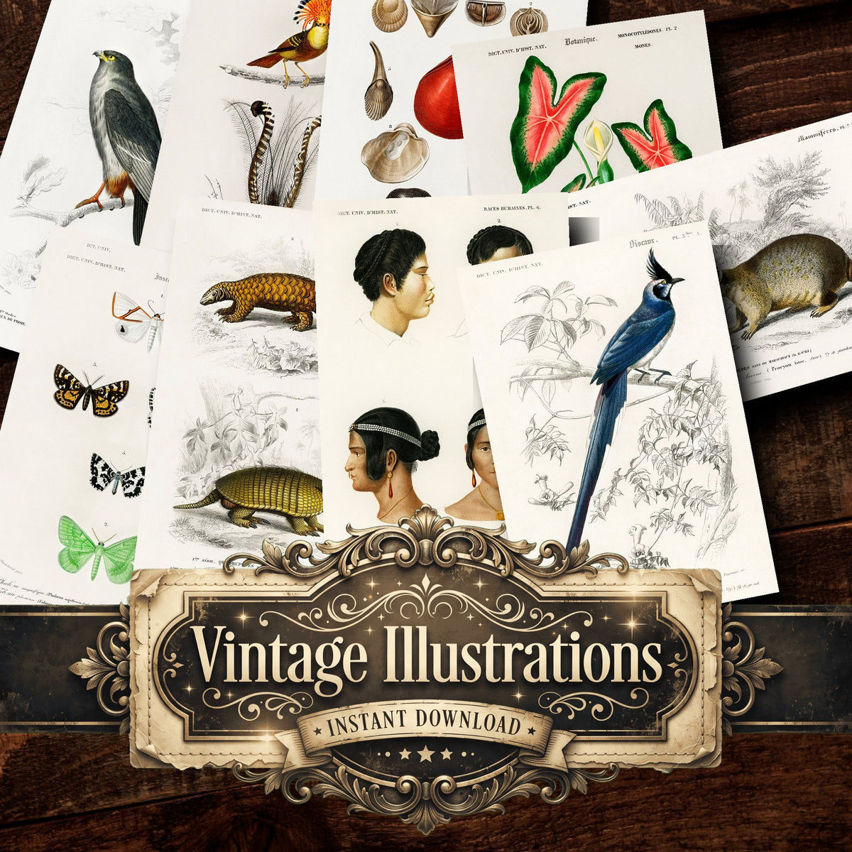 Dictionnaire Universel Dhistoire Naturelle Vintage Prints